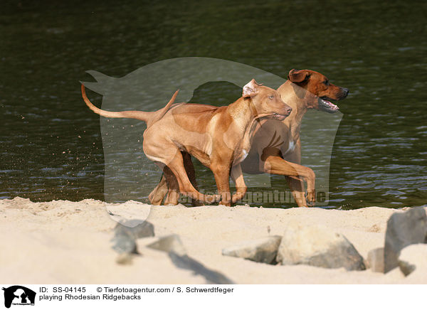 spielende Rhodesian Ridgebacks / playing Rhodesian Ridgebacks / SS-04145