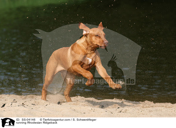 rennender Rhodesian Ridgeback / running Rhodesian Ridgeback / SS-04146