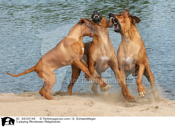 3 spielende Rhodesian Ridgebacks / 3 playing Rhodesian Ridgebacks / SS-04149