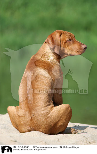 junger Rhodesian Ridgeback / young Rhodesian Ridgeback / SS-04160