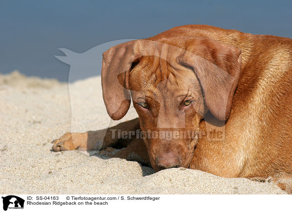 Rhodesian Ridgeback am Strand / Rhodesian Ridgeback on the beach / SS-04163