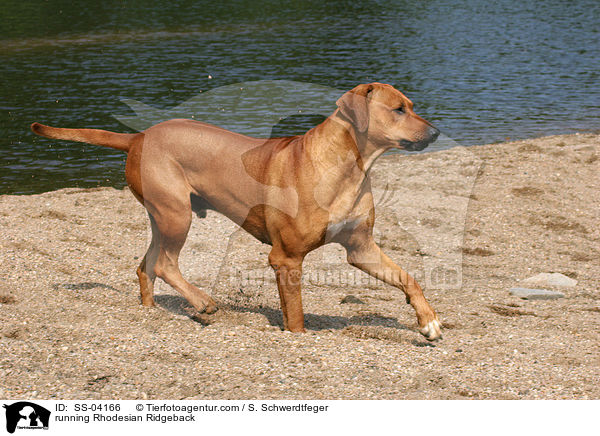 rennender Rhodesian Ridgeback / running Rhodesian Ridgeback / SS-04166