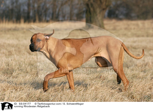running Rhodesian Ridgeback / SS-04177