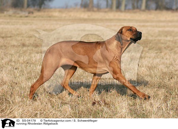rennender Rhodesian Ridgeback / running Rhodesian Ridgeback / SS-04178