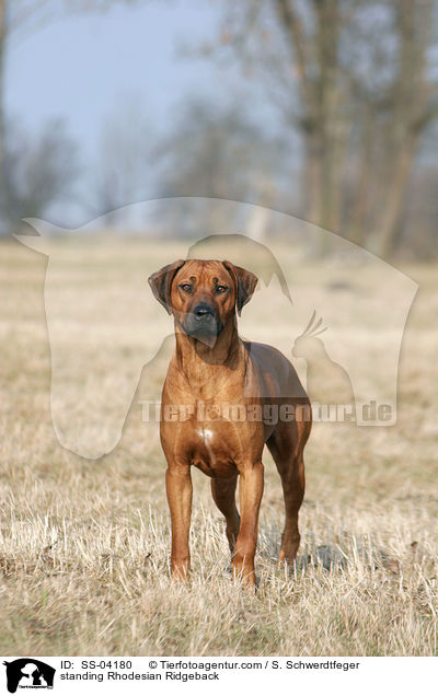 stehender Rhodesian Ridgeback / standing Rhodesian Ridgeback / SS-04180