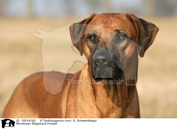 Rhodesian Ridgeback Portrait / Rhodesian Ridgeback Portrait / SS-04182