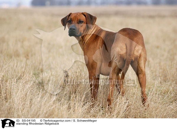 stehender Rhodesian Ridgeback / standing Rhodesian Ridgeback / SS-04195