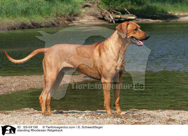 stehender Rhodesian Ridgeback / standing Rhodesian Ridgeback / SS-04198