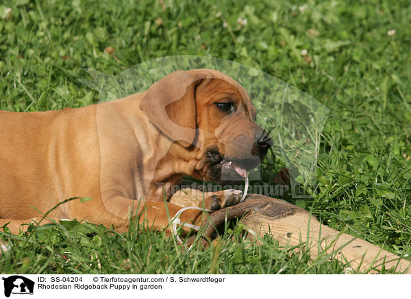 Rhodesian Ridgeback Welpe im Garten / Rhodesian Ridgeback Puppy in garden / SS-04204