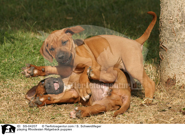 spielende Rhodesian Ridgeback Welpen / playing Rhodesian Ridgeback puppies / SS-04207
