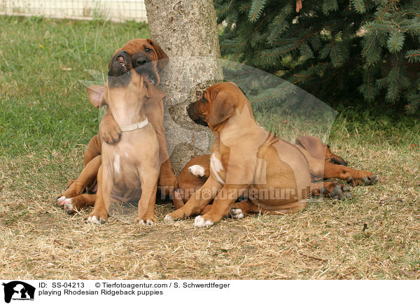 spielende Rhodesian Ridgeback Welpen / playing Rhodesian Ridgeback puppies / SS-04213