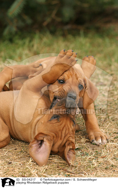 spielende Rhodesian Ridgeback Welpen / playing Rhodesian Ridgeback puppies / SS-04217