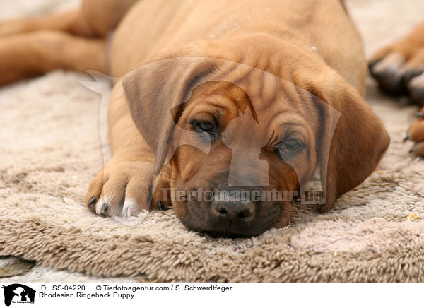 Rhodesian Ridgeback Welpe / Rhodesian Ridgeback Puppy / SS-04220