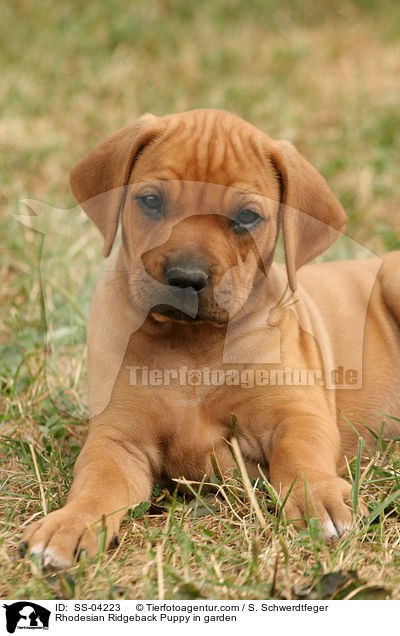 Rhodesian Ridgeback Puppy in garden / SS-04223