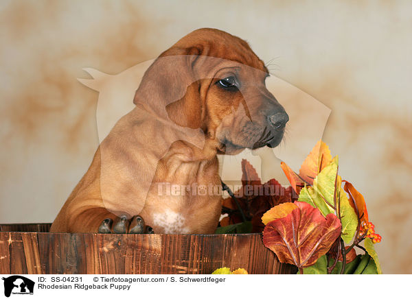 Rhodesian Ridgeback Puppy / SS-04231