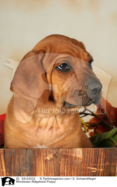 Rhodesian Ridgeback Welpe / Rhodesian Ridgeback Puppy / SS-04232