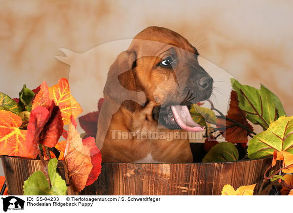 Rhodesian Ridgeback Puppy / SS-04233