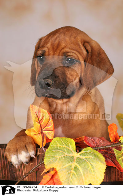 Rhodesian Ridgeback Welpe / Rhodesian Ridgeback Puppy / SS-04234