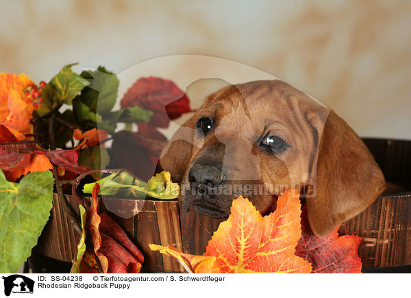 Rhodesian Ridgeback Welpe / Rhodesian Ridgeback Puppy / SS-04238