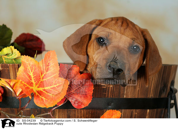 ser Rhodesian Ridgeback Welpe / cute Rhodesian Ridgeback Puppy / SS-04239