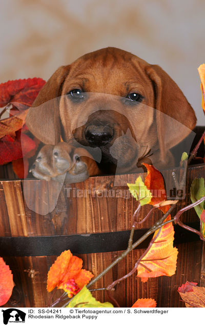 Rhodesian Ridgeback Welpe / Rhodesian Ridgeback Puppy / SS-04241