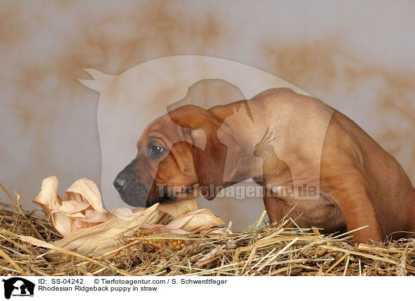 Rhodesian Ridgeback Welpe im Stroh / Rhodesian Ridgeback puppy in straw / SS-04242