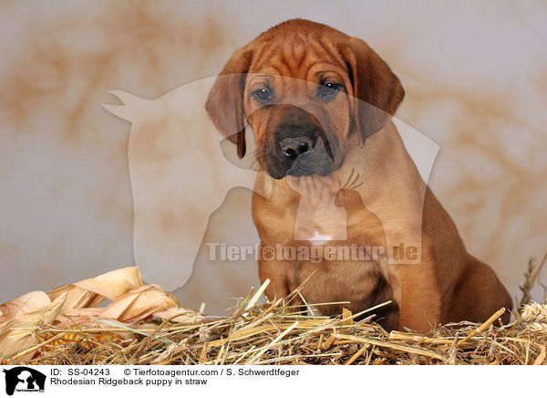 Rhodesian Ridgeback puppy in straw / SS-04243