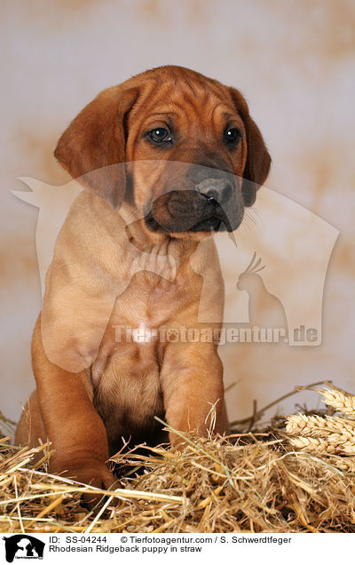 Rhodesian Ridgeback puppy in straw / SS-04244