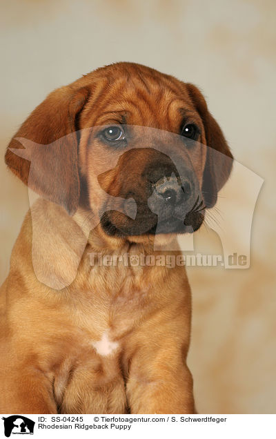 Rhodesian Ridgeback Welpe / Rhodesian Ridgeback Puppy / SS-04245