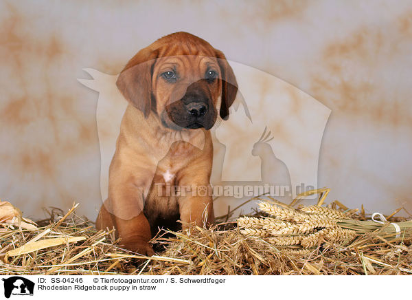 Rhodesian Ridgeback puppy in straw / SS-04246