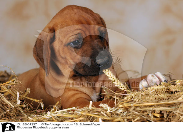 Rhodesian Ridgeback puppy in straw / SS-04257