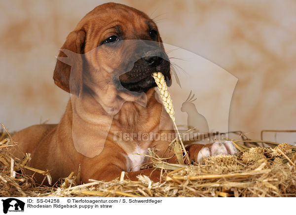 Rhodesian Ridgeback Welpe im Stroh / Rhodesian Ridgeback puppy in straw / SS-04258