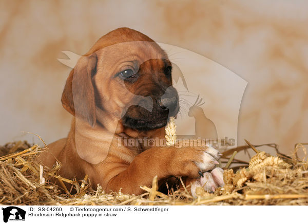 Rhodesian Ridgeback puppy in straw / SS-04260