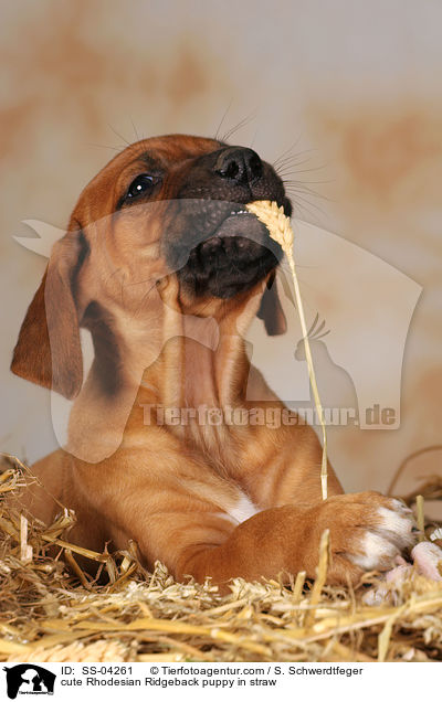 cute Rhodesian Ridgeback puppy in straw / SS-04261