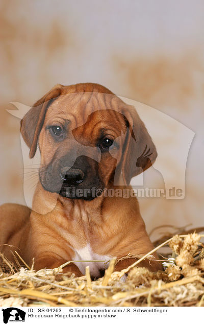 Rhodesian Ridgeback Welpe im Stroh / Rhodesian Ridgeback puppy in straw / SS-04263