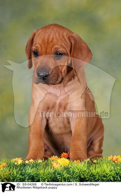 Rhodesian Ridgeback Welpe / Rhodesian Ridgeback puppy / SS-04268