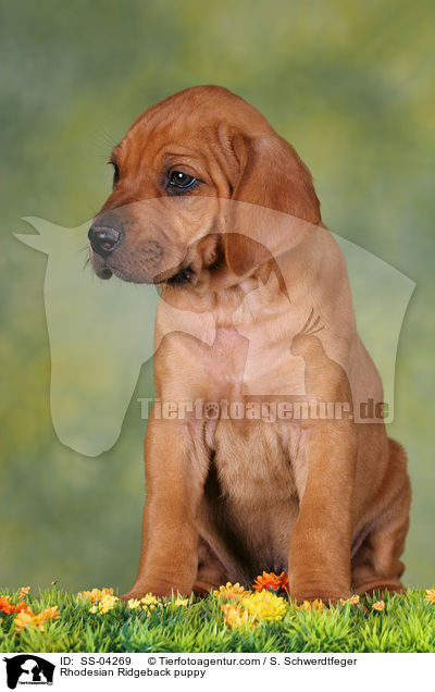 Rhodesian Ridgeback Welpe / Rhodesian Ridgeback puppy / SS-04269