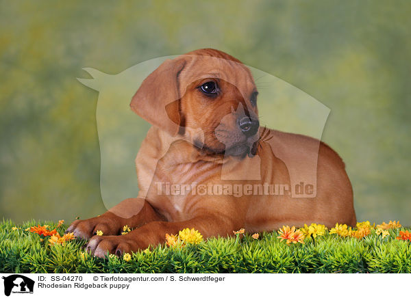Rhodesian Ridgeback Welpe / Rhodesian Ridgeback puppy / SS-04270