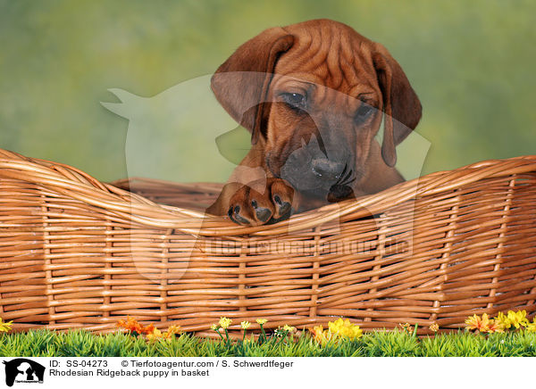 Rhodesian Ridgeback Welpe im Krbchen / Rhodesian Ridgeback puppy in basket / SS-04273