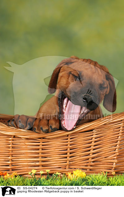 gaping Rhodesian Ridgeback puppy in basket / SS-04274