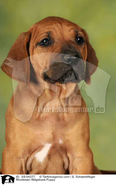 Rhodesian Ridgeback Puppy / SS-04277