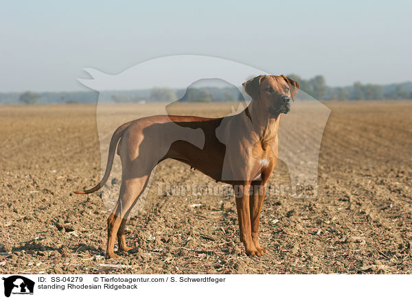 stehender Rhodesian Ridgeback / standing Rhodesian Ridgeback / SS-04279
