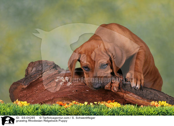 knabbernder Rhodesian Ridgeback Welpe / gnawing Rhodesian Ridgeback Puppy / SS-04285