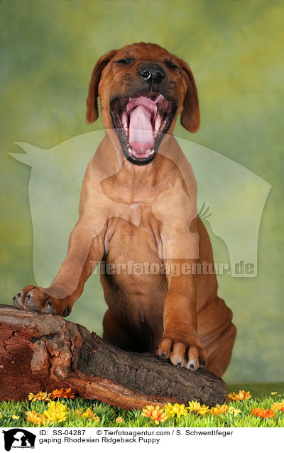 gaping Rhodesian Ridgeback Puppy / SS-04287
