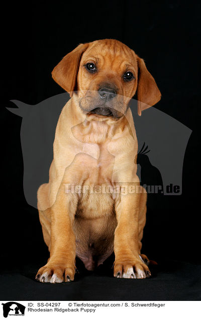 Rhodesian Ridgeback Puppy / SS-04297