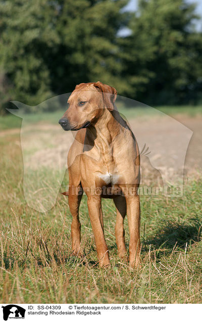 standing Rhodesian Ridgeback / SS-04309