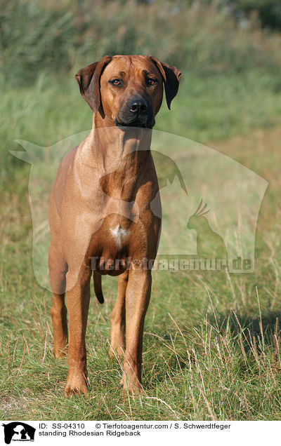 standing Rhodesian Ridgeback / SS-04310