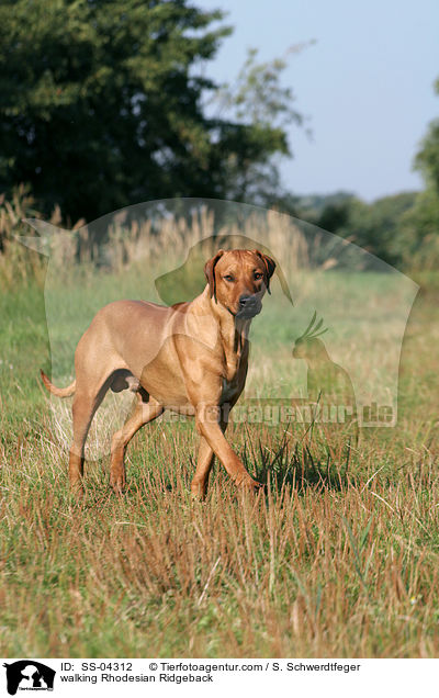 laufender Rhodesian Ridgeback / walking Rhodesian Ridgeback / SS-04312