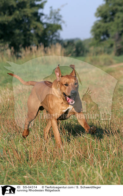 running Rhodesian Ridgeback / SS-04314