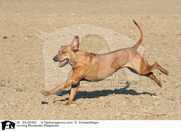 rennender Rhodesian Ridgeback / running Rhodesian Ridgeback / SS-04383